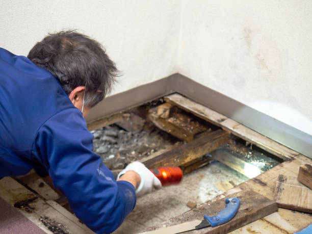 Office Mold Removal Services in Mackinaw, IL