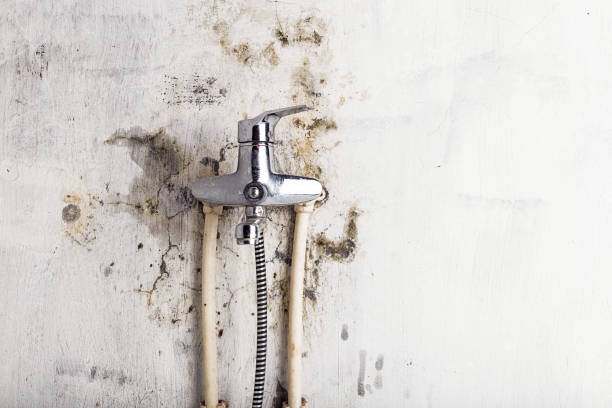 Best Affordable Mold Removal  in Mackinaw, IL