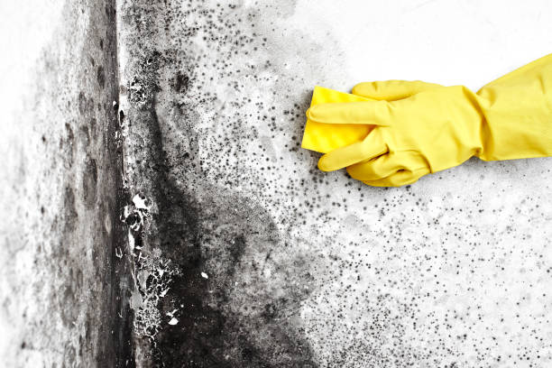 Best Emergency Mold Removal  in Mackinaw, IL