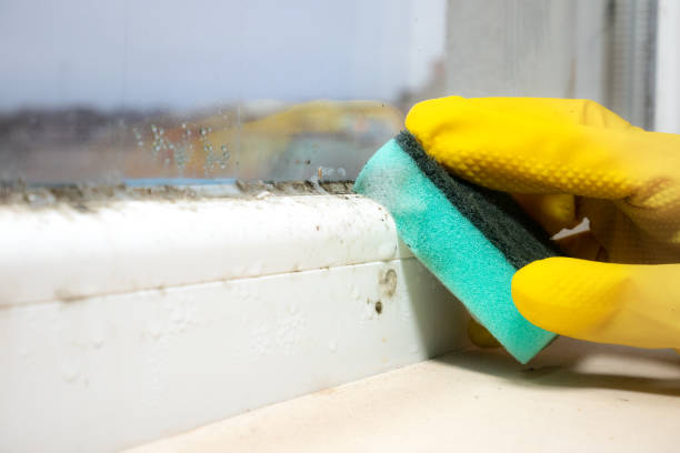 Best Office Mold Removal Services  in Mackinaw, IL